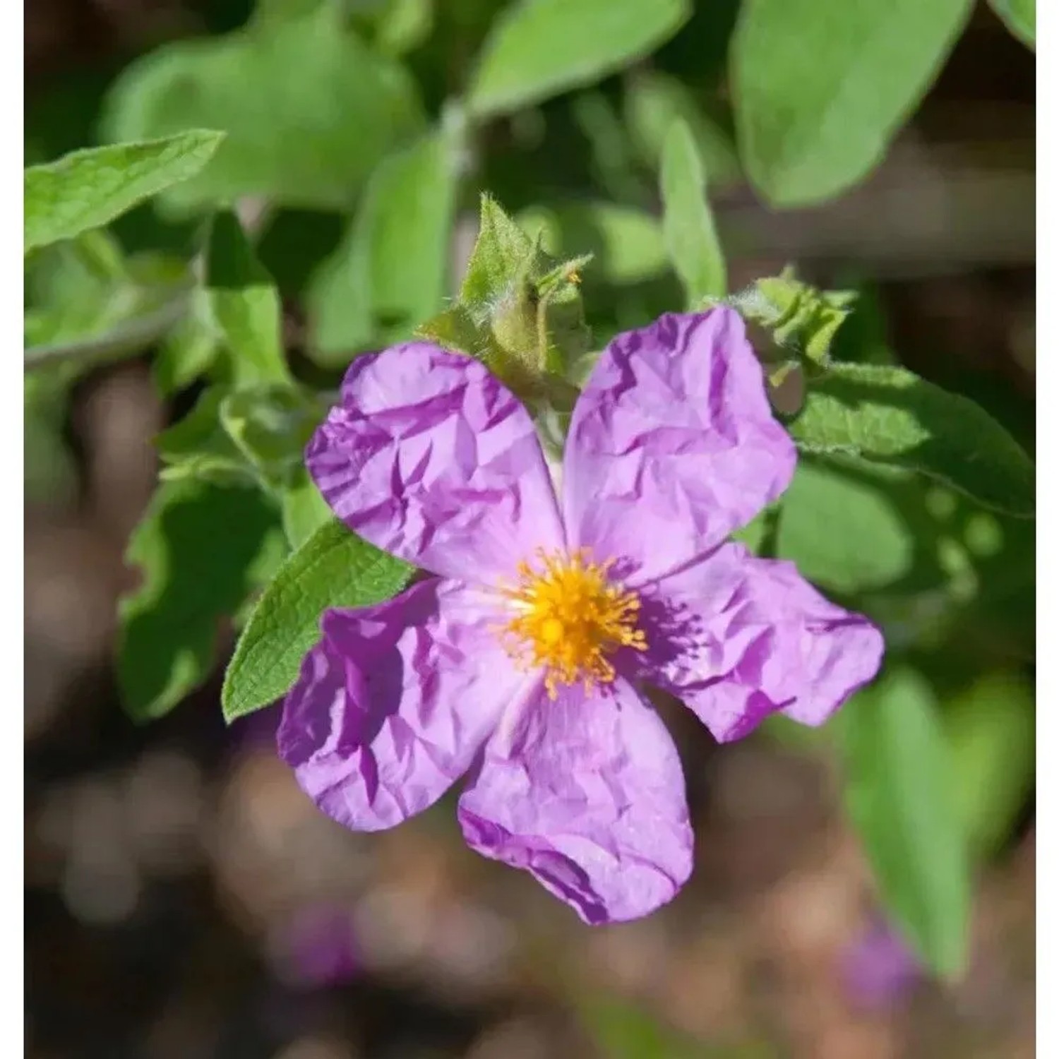 Zistrose Golden Treasure - Cistus