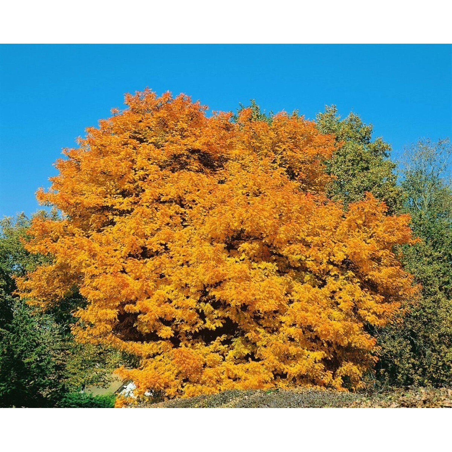 Sorbus Domestica Speierling 100–125 cm Seltene Wildobstart günstig online kaufen