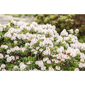 Kompakter Rhododendron Bloombux mit zarten rosa Blüten und grünen Blättern.