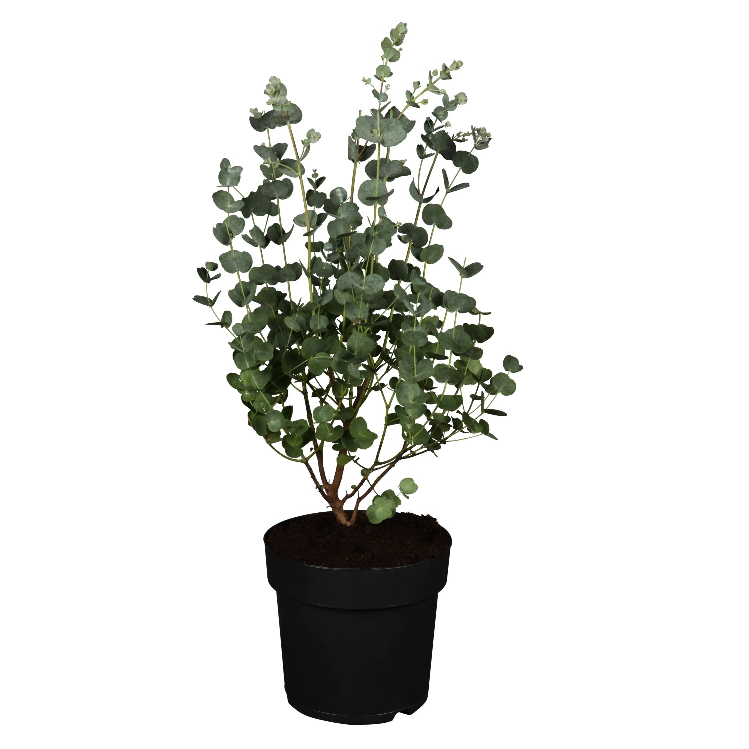 Eukalyptus Eucalyptus gunnii winterhart Topf 12 cm 10-20 cm kaufen bei OBI