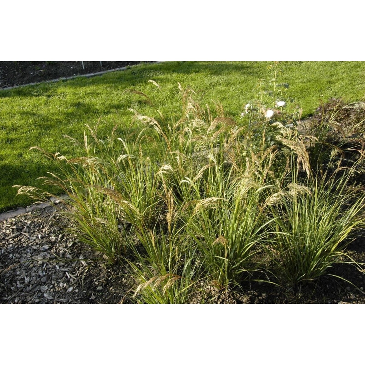 Achnatherum Calamagrostis Algäu Ziergras Ca. 9x9 cm Topf günstig online kaufen