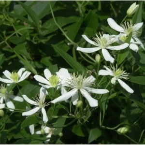 Staudenclematis Grandiflora mit weißen Blüten und grünen Blättern.