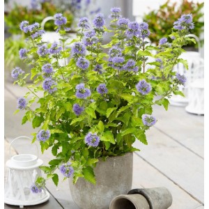 Bartblume 'Good as Gold' im Topf: gelb-grünes Laub, blaue Blüten, ca. 30-40cm hoch.