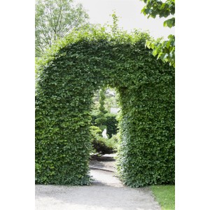 Foto einer Hecke aus Rotbuchen als Torbogen im Garten. Rotbuche Set für blickdichte Hecken.
