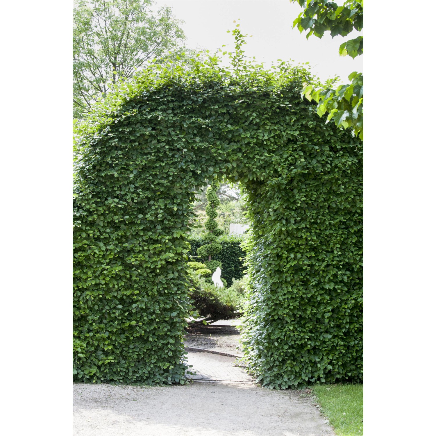 Foto einer Hecke aus Rotbuchen als Torbogen im Garten. Rotbuche Set für blickdichte Hecken.