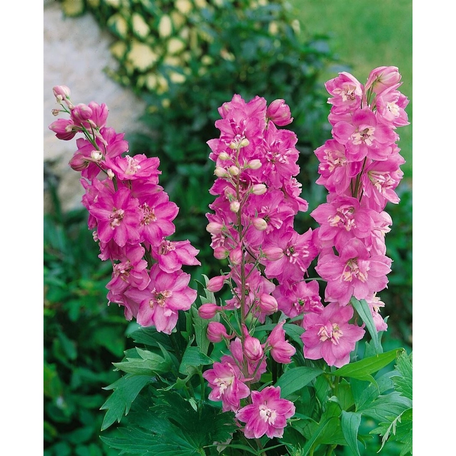 Delphinium Pacific Astolat Rittersporn Ca. 9x9 cm Topf günstig online kaufen