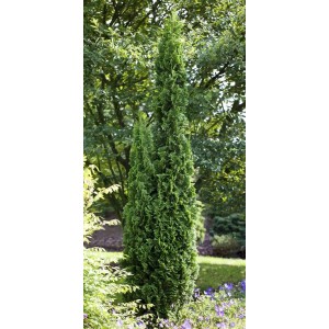 Schmale, grüne Thuja 'Degroot Spire' (80-100 cm) als Heckenpflanze im Garten.
