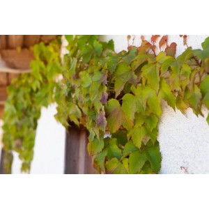 Wilder Wein 'Veitchii' (Parthenocissus tricuspidata) an einer Fassade. Kletterpflanze mit grünen Blättern.