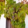 Wilder Wein 'Veitchii' (Parthenocissus tricuspidata) an einer Fassade. Kletterpflanze mit grünen Blättern.