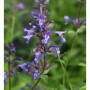 Sumpf Ziest - Stachys palustris