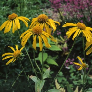 Sonnenbraut Helenium Hoopesii im 9x9 cm Topf mit leuchtend gelben Blüten.
