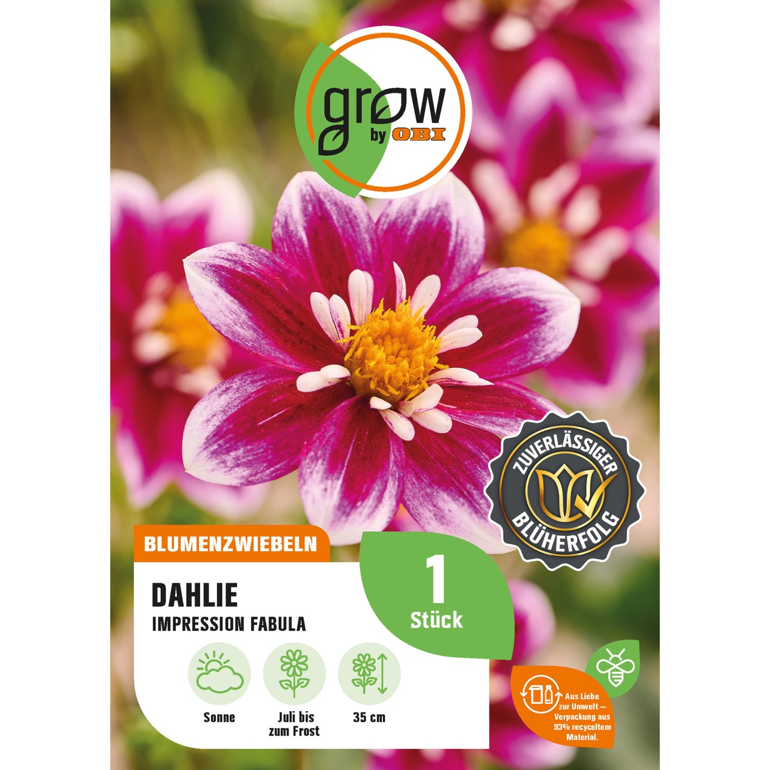 GROW by OBI Dahlie Impression Fabula Höhe ca. 35 cm günstig online kaufen