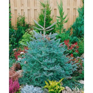 Kompakte, blaue Koreanische Tanne 'Inga' (70-80cm) mit Zapfen im Garten.