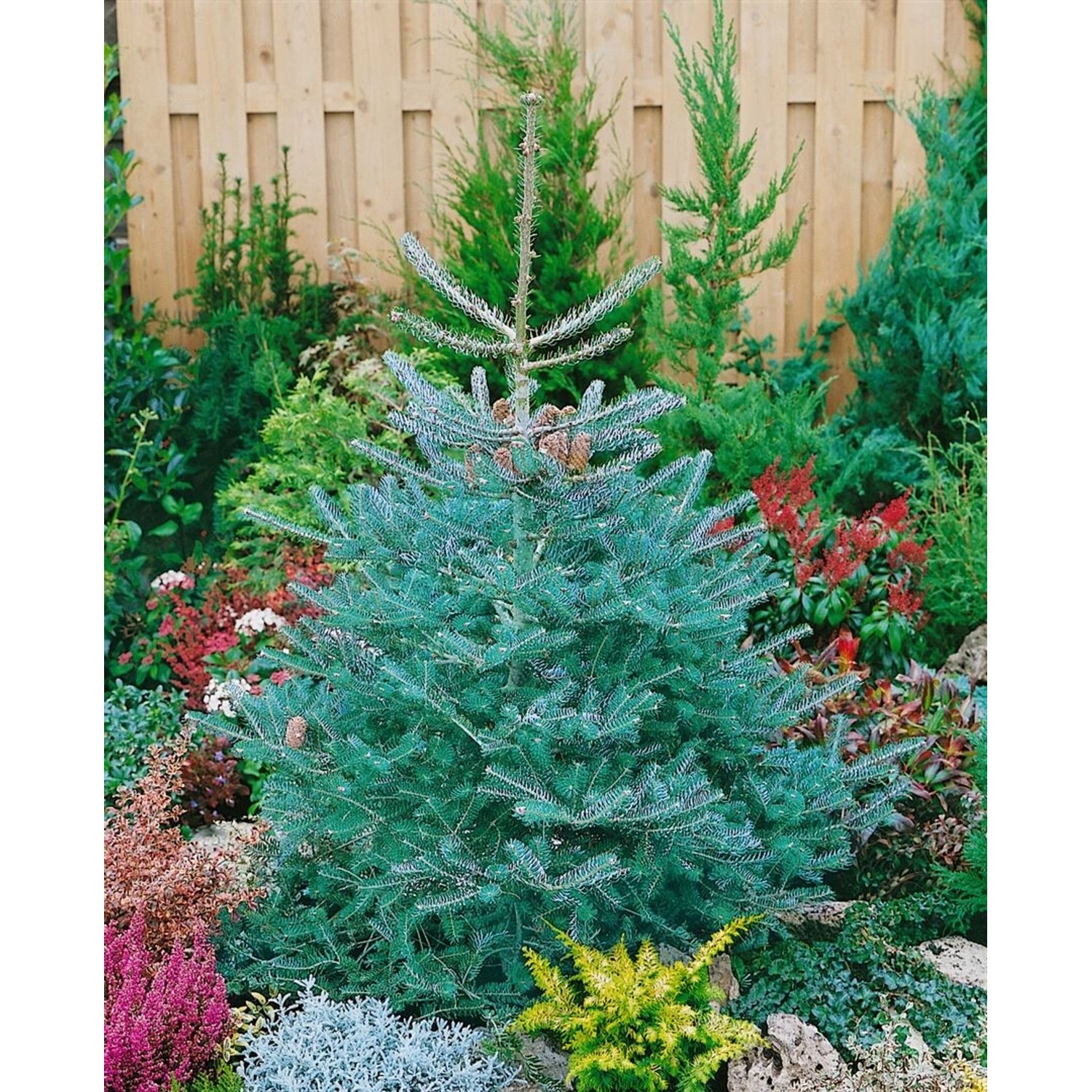 Abies Koreana Inga Koreanische Tanne Kompakt 70–80 cm günstig online kaufen