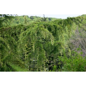 Nahaufnahme einer Libanon-Zeder (Cedrus Libani) mit blaugrünen Nadeln.