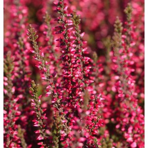 Nahaufnahme der rosafarbenen Knospenheide Gardengirls Athene (Calluna vulgaris).