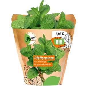Frische Grow by OBI Pfefferminze (Mentha x piperita) im Topf, ideal für Tee und Kräuterbad.
