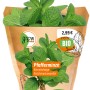 Frische Grow by OBI Pfefferminze (Mentha x piperita) im Topf, ideal für Tee und Kräuterbad.
