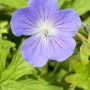 Nahaufnahme einer einzelnen, blauen Blüte des Wiesen-Storchschnabels 'Johnson's Blue'.