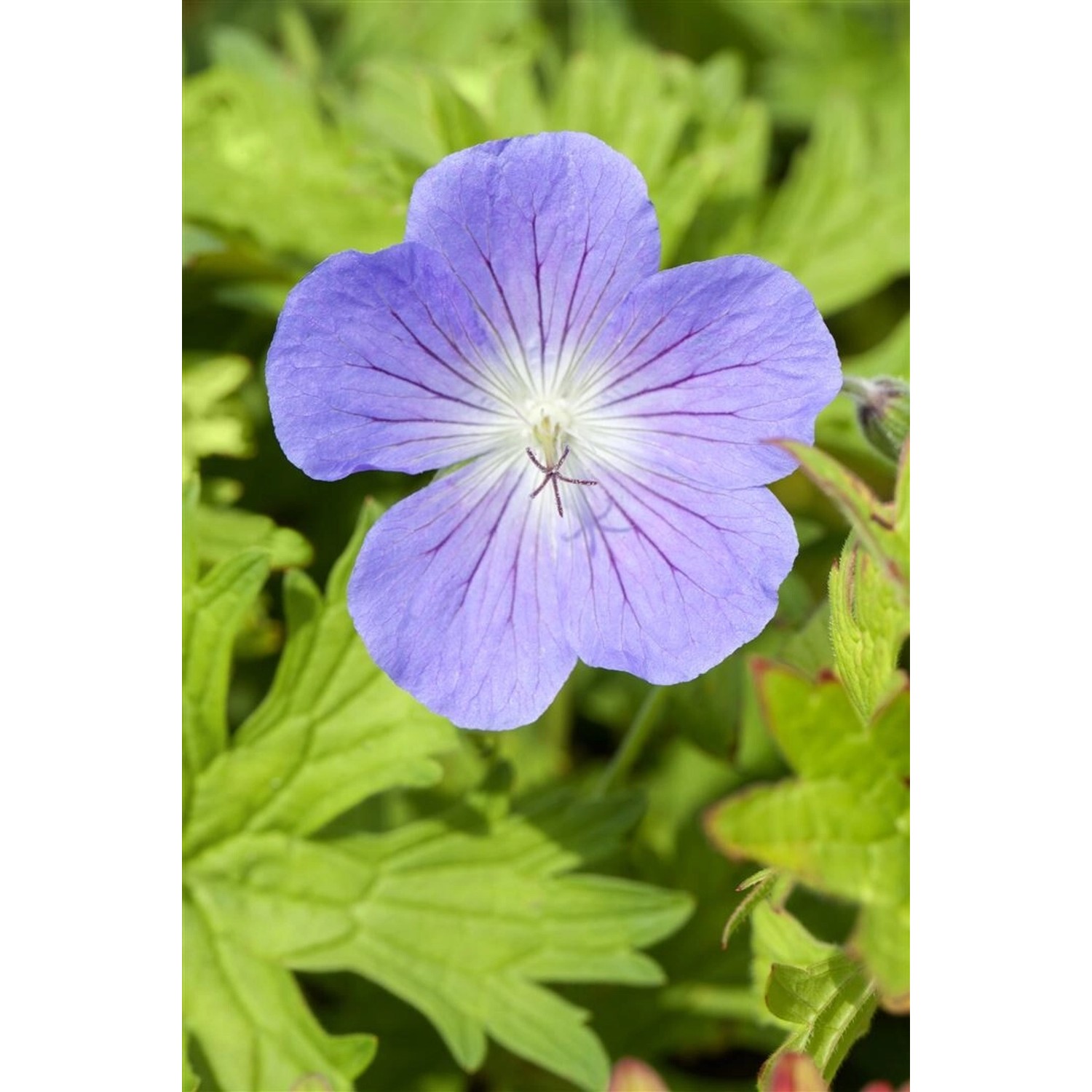 Geranium Pratense Johnson's Blue Wiesen Storchschnabel Ca. 9x9 cm Topf günstig online kaufen