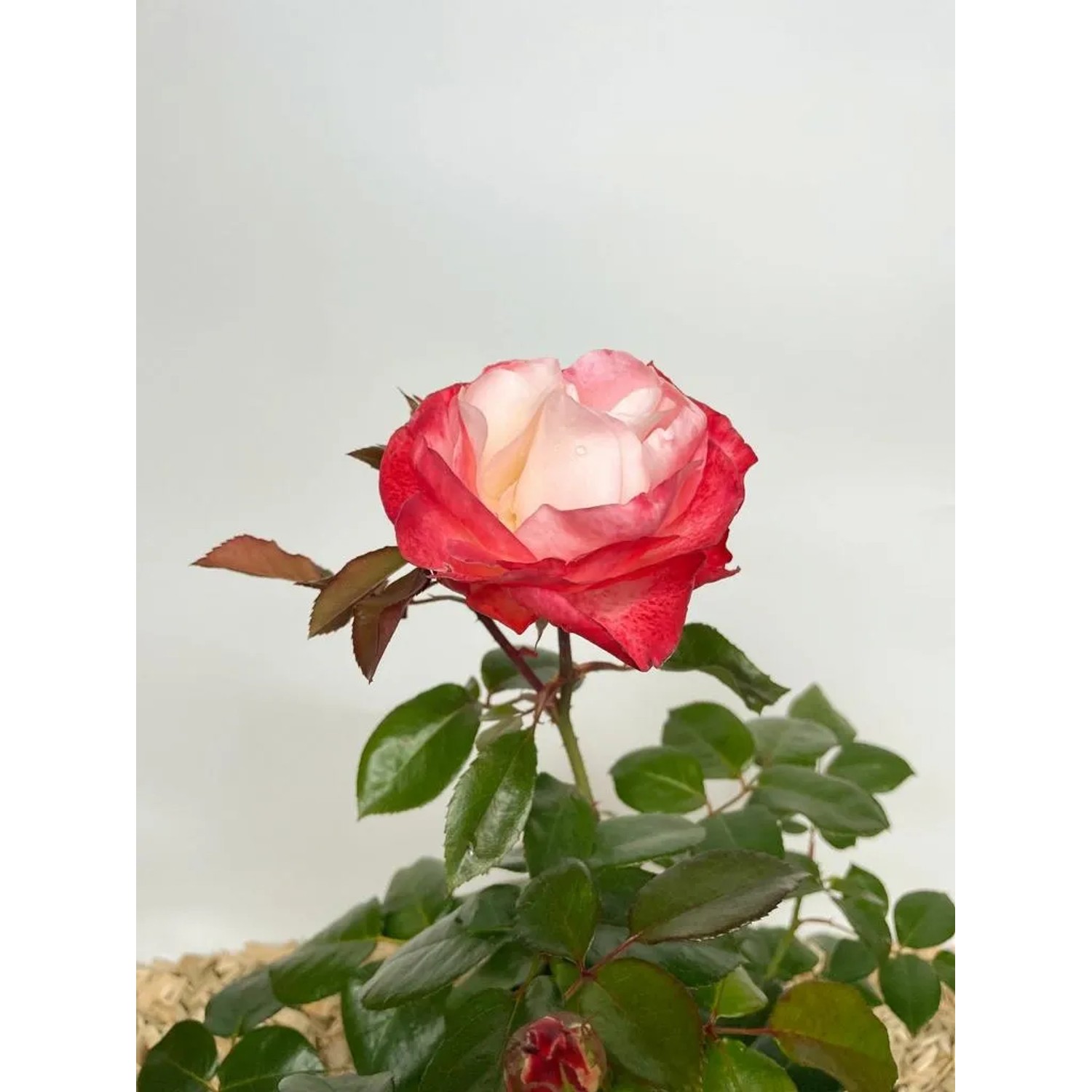 Baumfink Edelrose Nostalgie im Topf: Cremeweiße Blüte mit kirschrotem Rand, grüne Blätter.