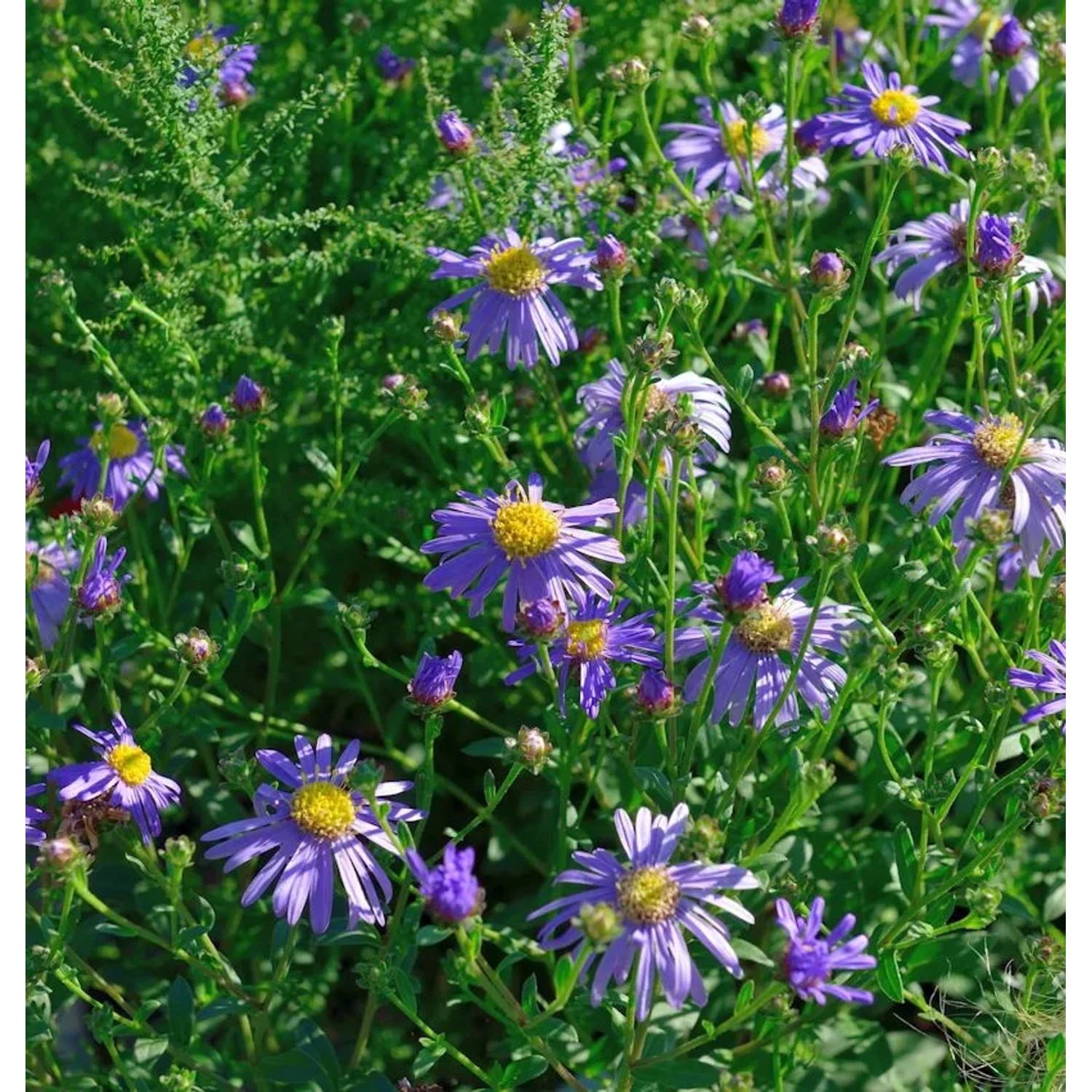 Berg Aster Floras Delight - Aster frikartii
