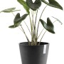Ecopots Amsterdam Pflanztopf, dunkelgrau, Ø 30 cm, mit Pflanze. Ideal für Innen- und Außenbereich.