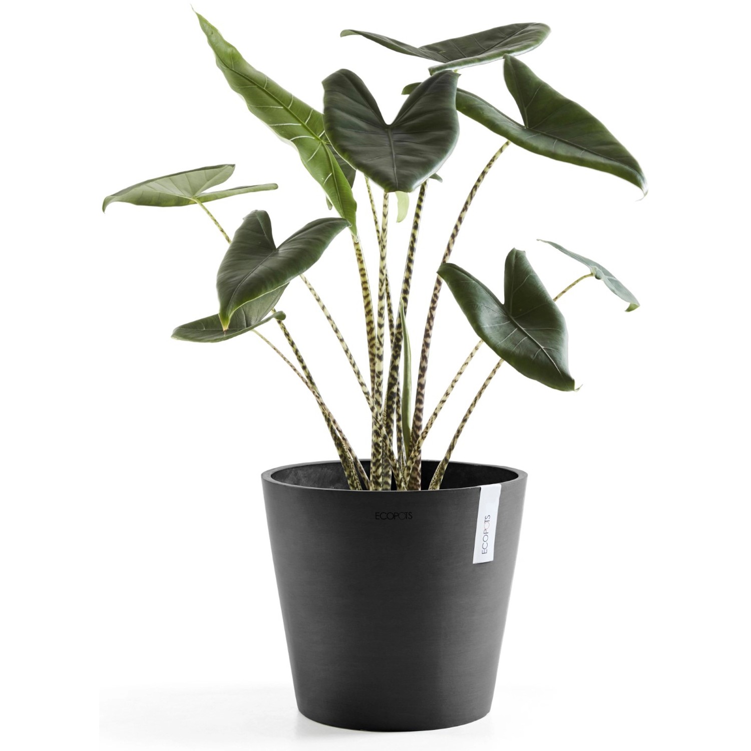 Ecopots Amsterdam Pflanztopf, dunkelgrau, Ø 30 cm, mit Pflanze. Ideal für Innen- und Außenbereich.