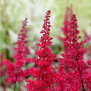 6 x Prachtspiere 'Fanal' Astilbe arendsii Topf 9cm Dunkelrote Blüten