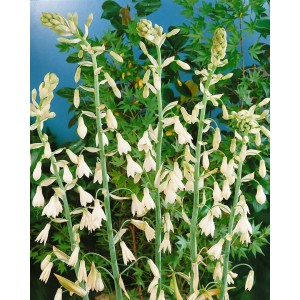 Sommerhyazinthe Galtonia Candicans im Topf mit weißen, glockenförmigen Blüten.