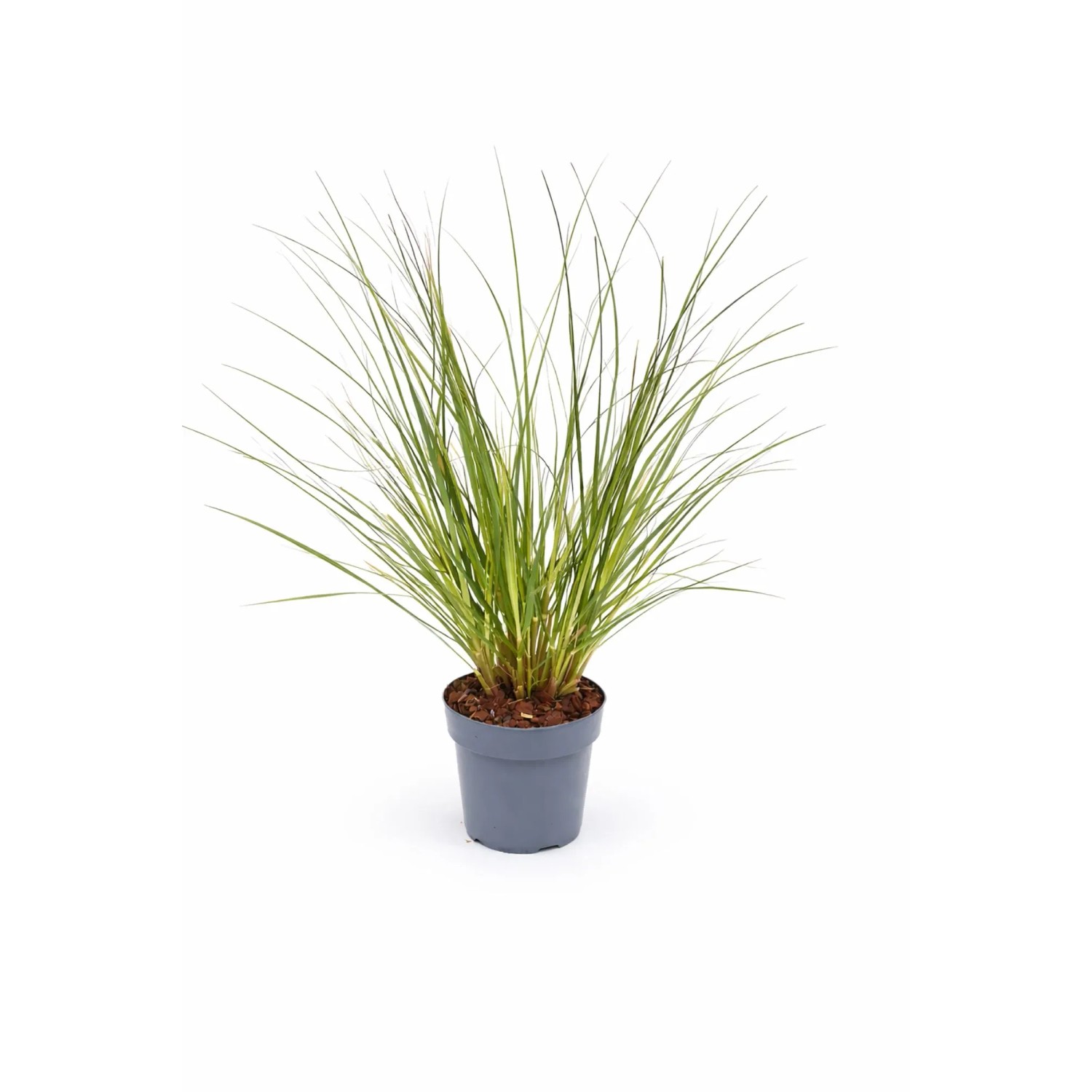 GROW BY OBI Zwerg-Pampasgras T19 Cortaderia selloana Evita kaufen bei OBI