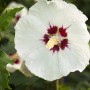 Nahaufnahme einer weißen Hibiscus Syriacus 'Red Heart' Blüte mit rotem Zentrum.