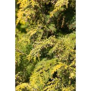 Goldgelbe Chamaecyparis lawsoniana 'Kelleriis Gold' Heckenpflanze, 80-100 cm hoch.
