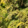 Goldgelbe Chamaecyparis lawsoniana 'Kelleriis Gold' Heckenpflanze, 80-100 cm hoch.