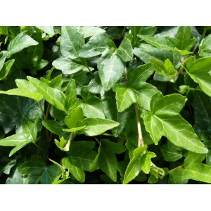 Grüner Efeu 'Shamrock' (Hedera helix) mit kleeblattähnlichen Blättern.