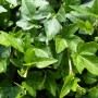 Grüner Efeu 'Shamrock' (Hedera helix) mit kleeblattähnlichen Blättern.