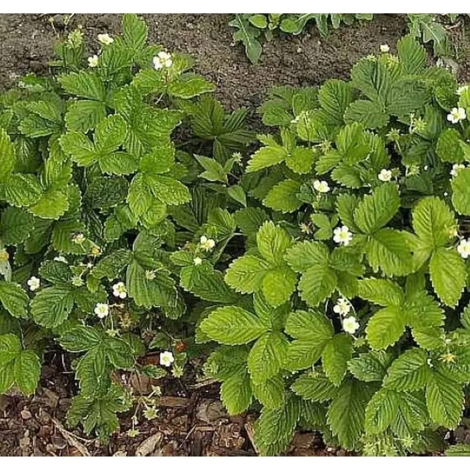 Garten Erdbeere Elsantha - Fragaria ananassa