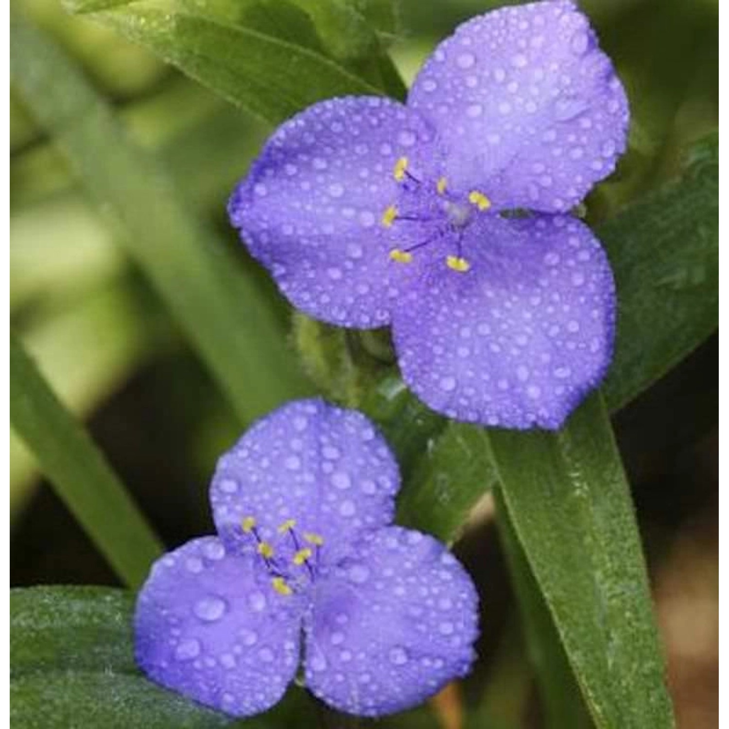 Dreimasterblumen Zwanenberg Blue - Tradescantia andersoniana günstig online kaufen