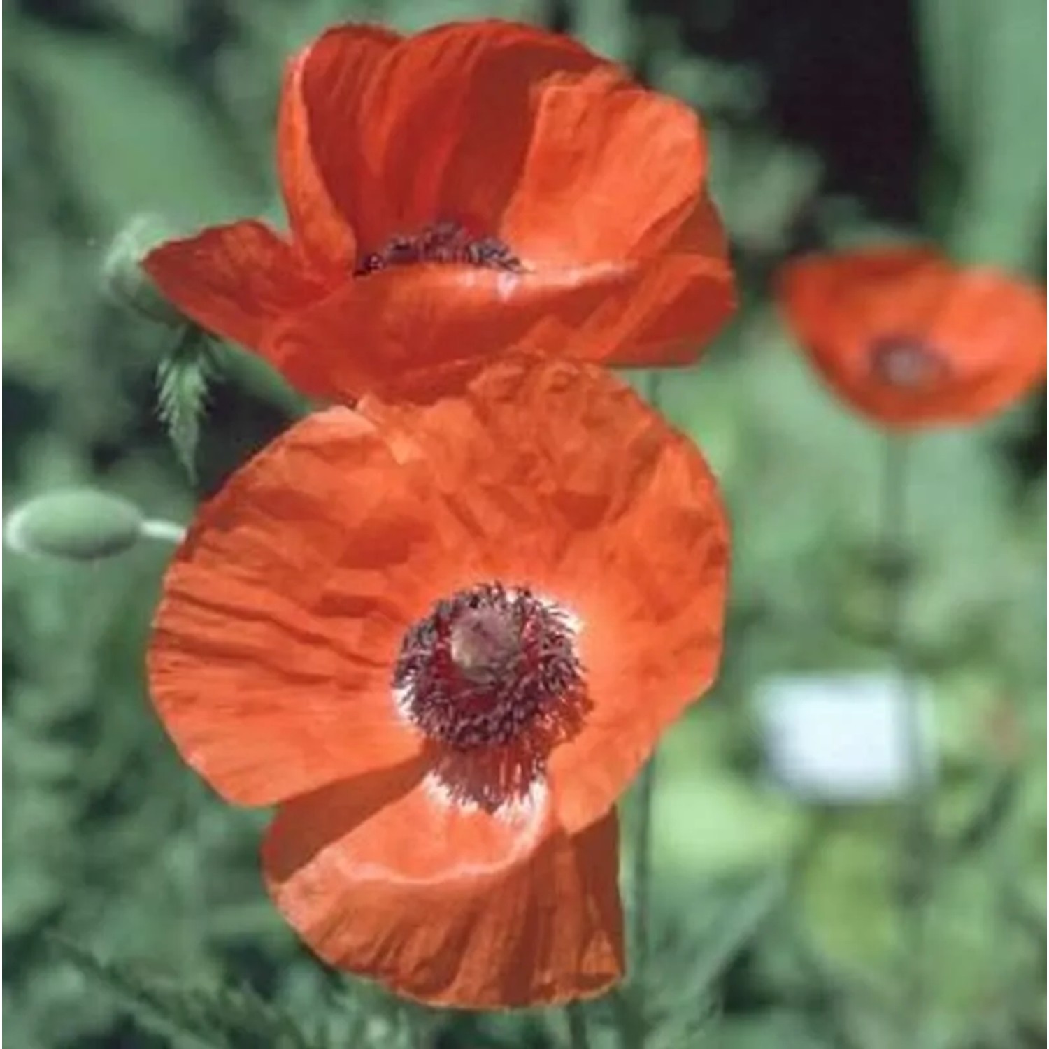 Türkischer Mohn Lauffeuer - Papaver orientale
