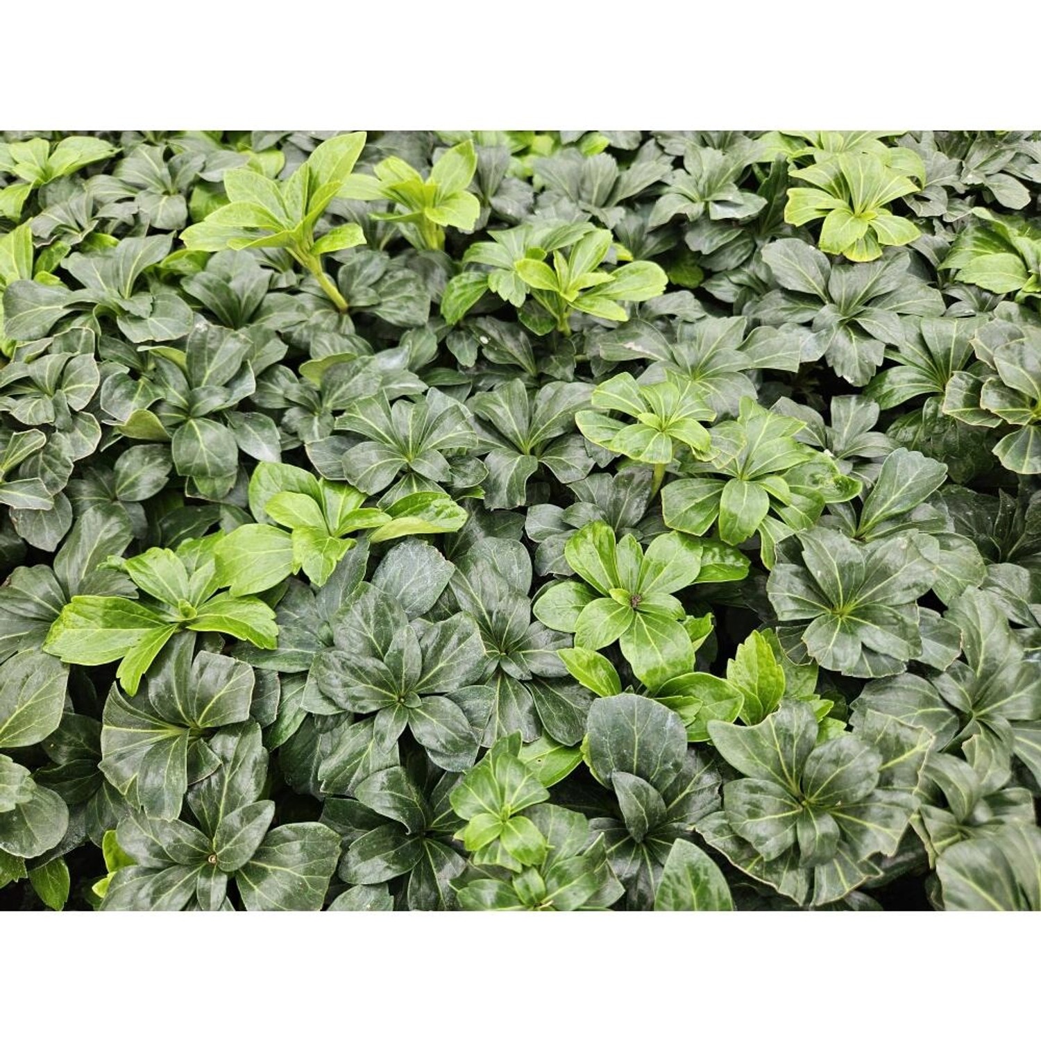 Immergrüner Exotenherz Bodendecker 'Green Sheen' im 9cm Topf, 40er Set.