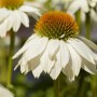 Nahaufnahme einer weißen Echinacea Purpurea (Sonnenhut) im 9x9 cm Topf.
