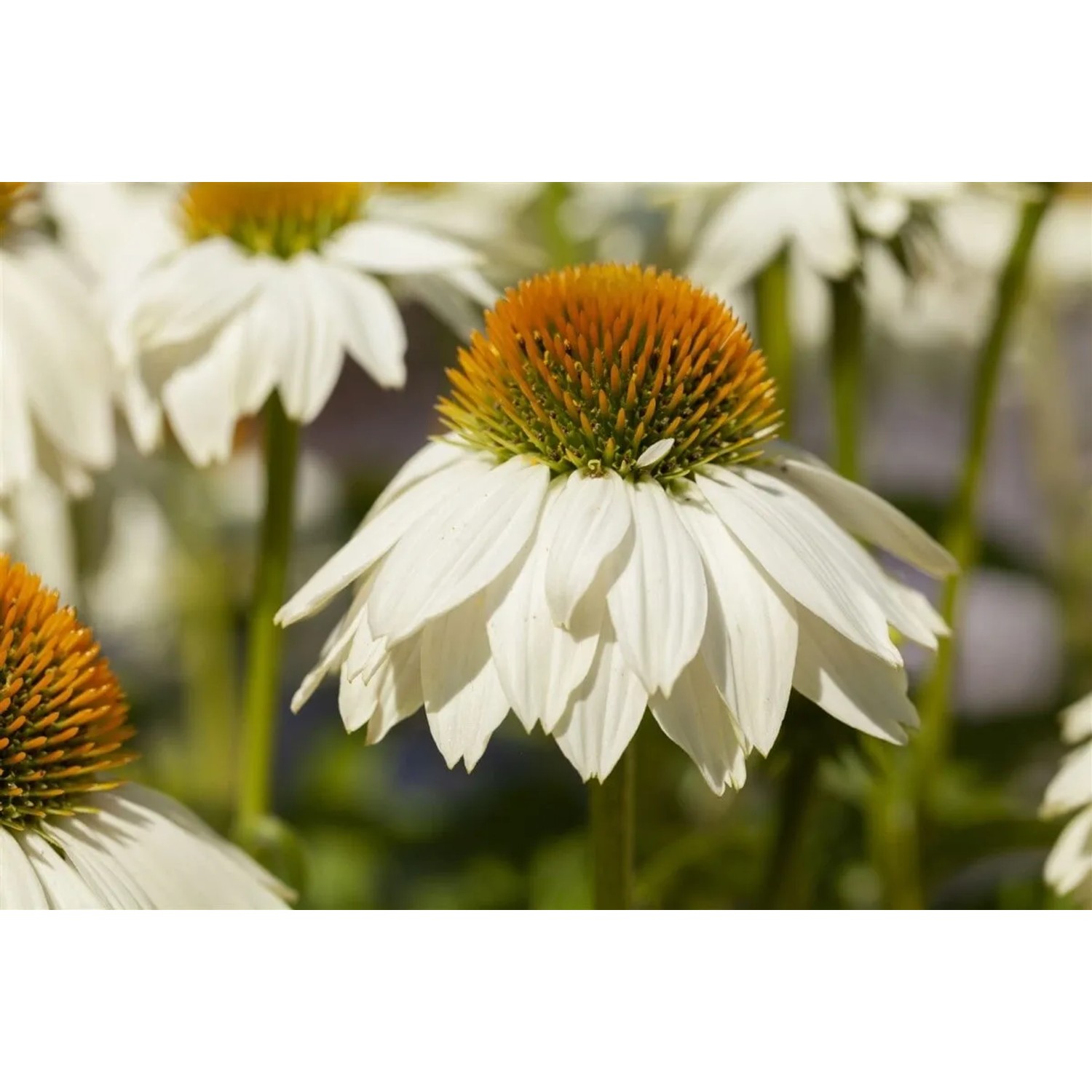 Nahaufnahme einer weißen Echinacea Purpurea (Sonnenhut) im 9x9 cm Topf.