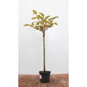 Salix Moupinensis Hausbaum, 60 cm Stammhöhe, im Topf. Dekorative Weide mit grünen Blättern.