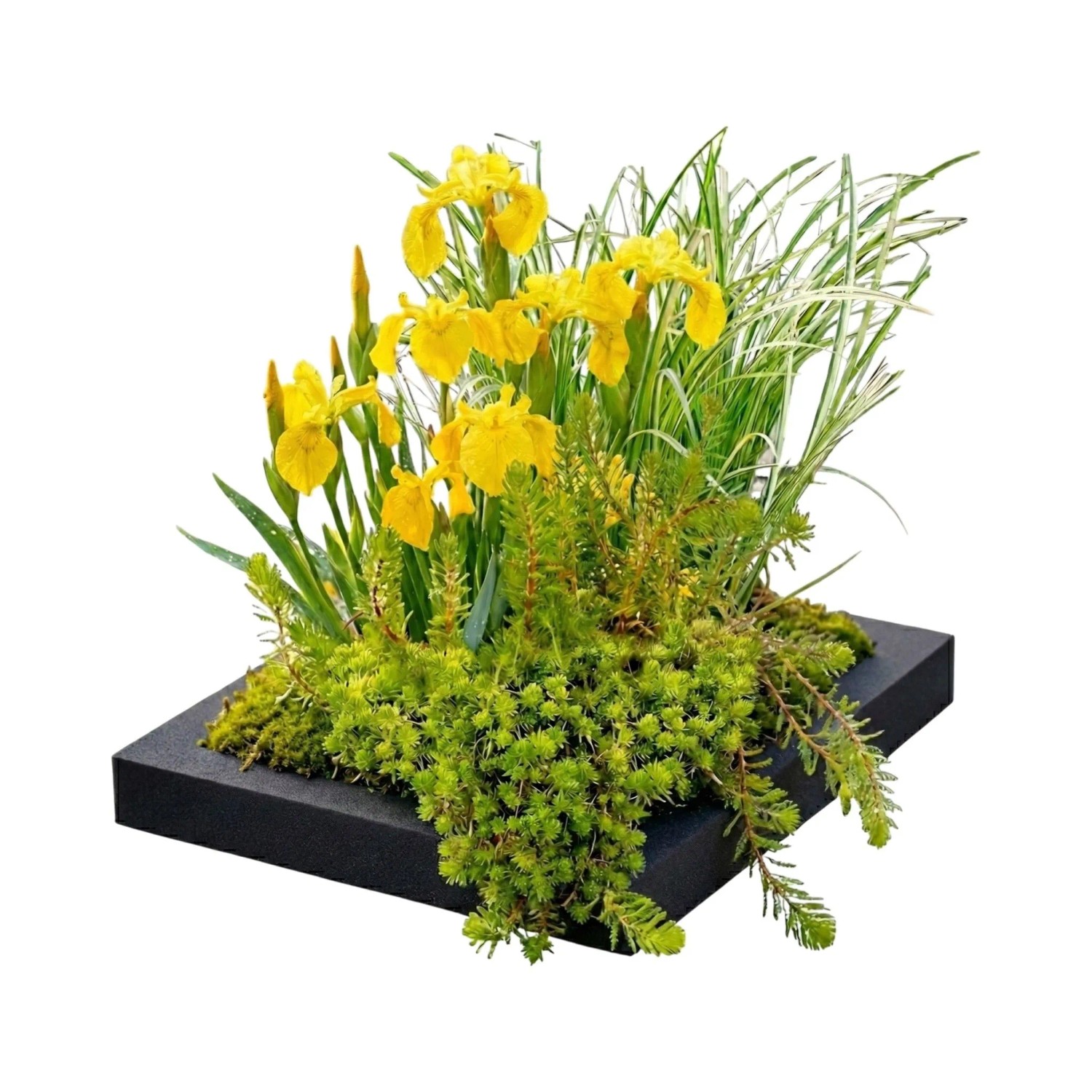 Vdvelde Filterinsel Für Teich 25x25 Cm Komplettset Mit 4 Wasserpflanzen