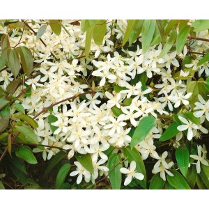Immergrüne Clematis Armandii 'Snowdrift' mit üppigen, weißen Blüten.
