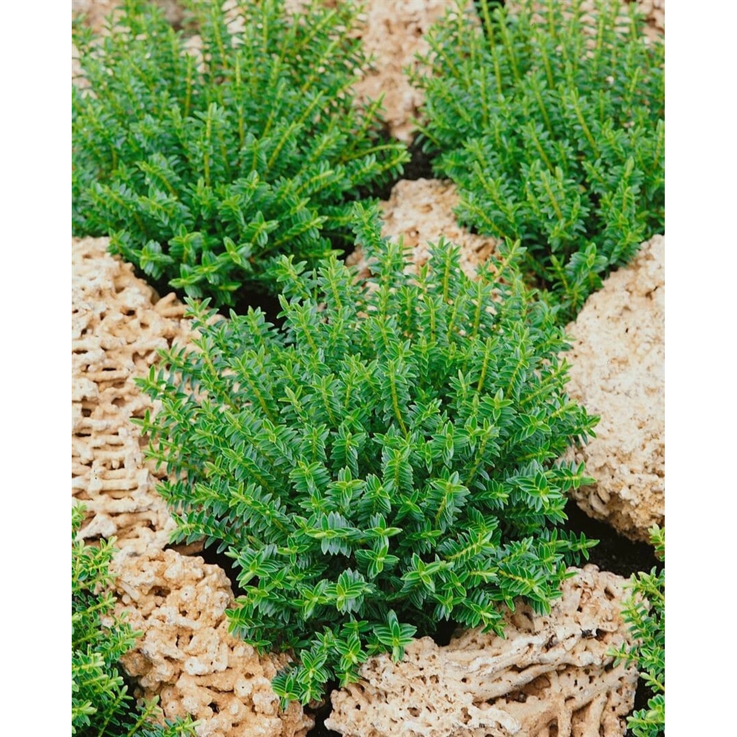 Grüne Hebe New Zealand Strauchveronika (12–16 cm) zwischen hellen Steinen.