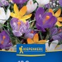 Kiepenkerl Blumenzwiebel Großblumige Krokus-Mischung 15 Stück_3