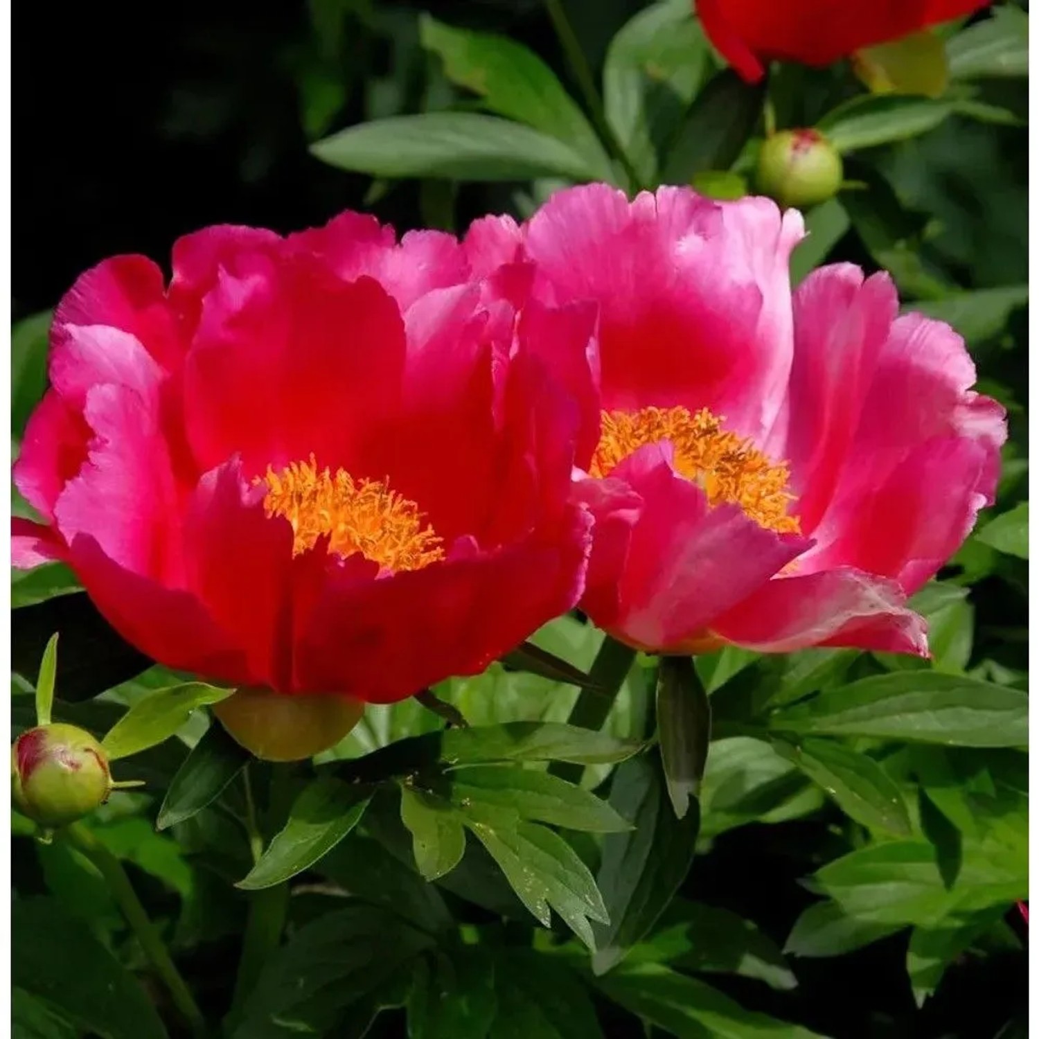 Edel Pfingstrose Scarlet O Hara - Paeonia cultorum