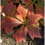 Gestieltblättriges Schaublatt Rotlaub (Rodgersia podophylla) mit markanten, rot gefärbten Blättern.