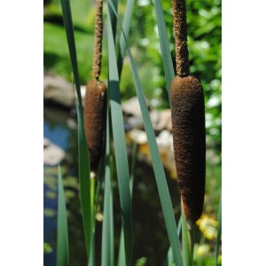 Breitblättriger Rohrkolben (Typha Latifolia) mit braunen Kolben und grünen Blättern.